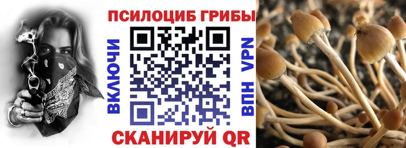 Купить закладки  Новозыбков  Галлюциногенные грибы мицелий 